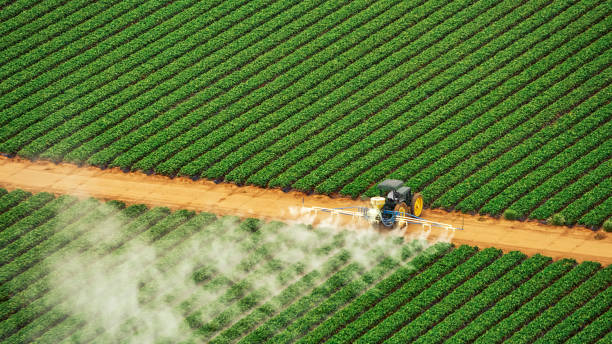 Best Termite Control Services  in Jacksboro, TN