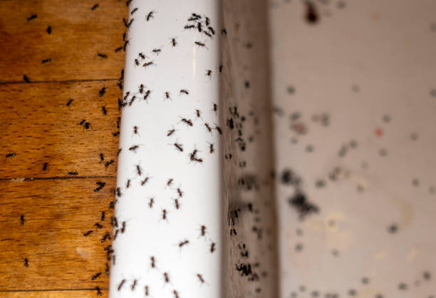 Best Flea Control Services  in Jacksboro, TN