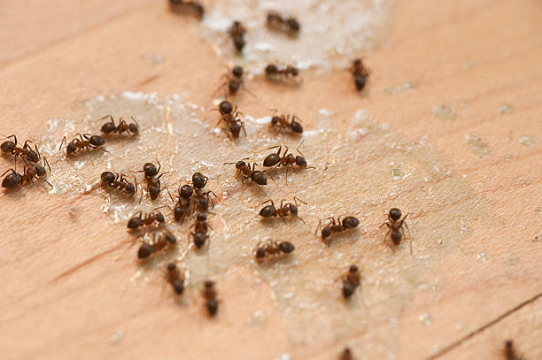 Trusted Jacksboro, TN Pest Control Experts